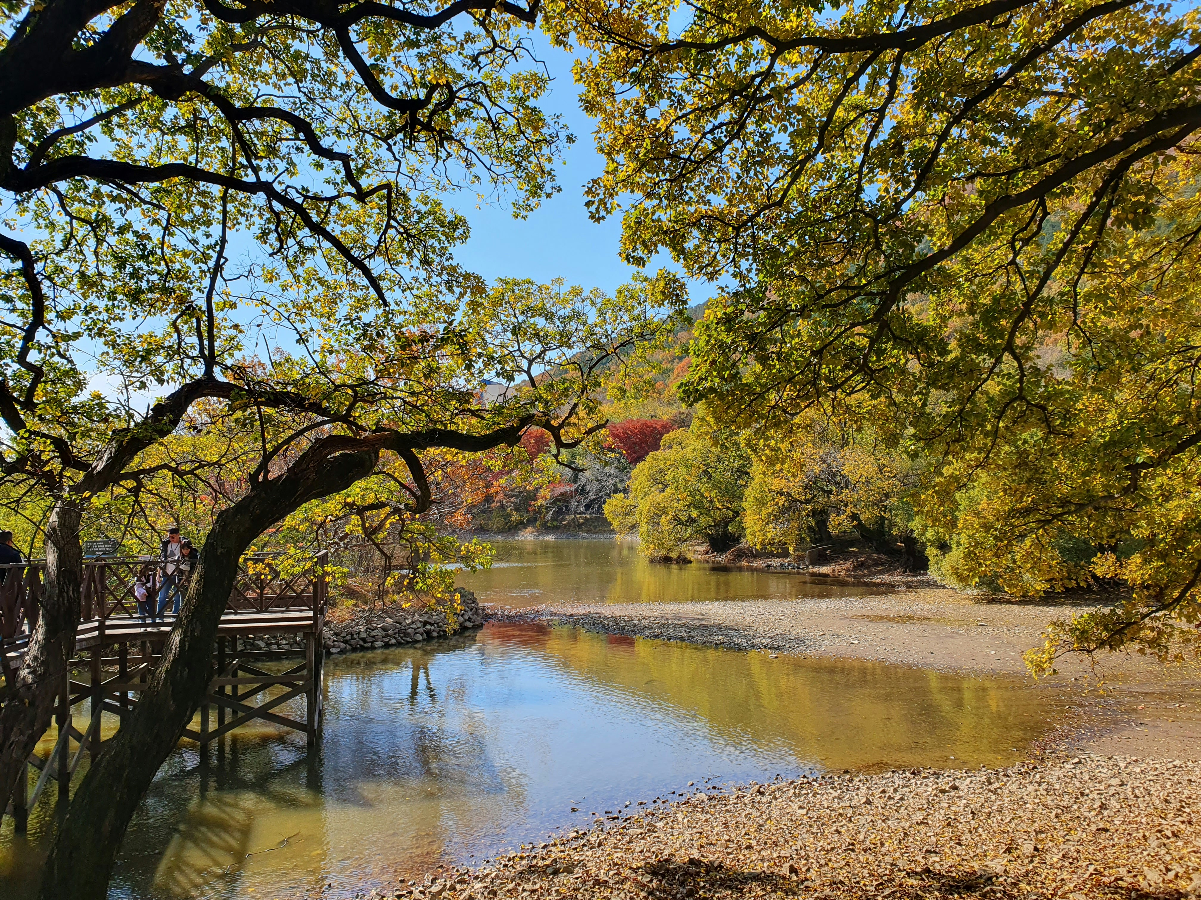 a wooden bridge over a river surrounded by trees
