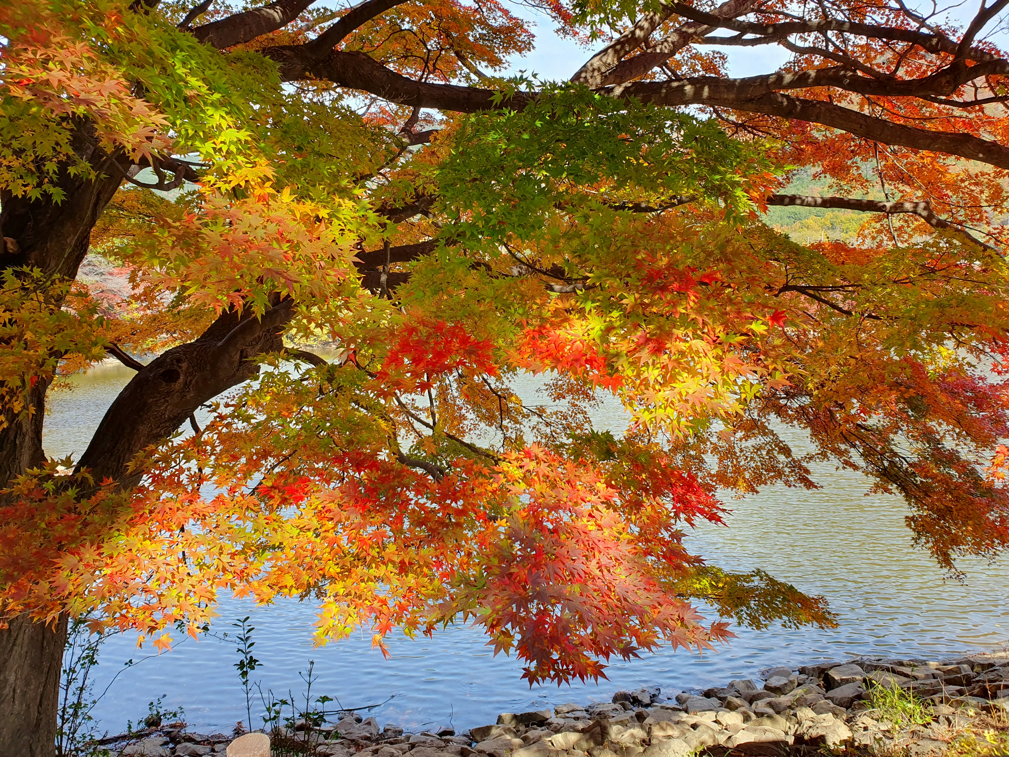 a tree that is next to a body of water