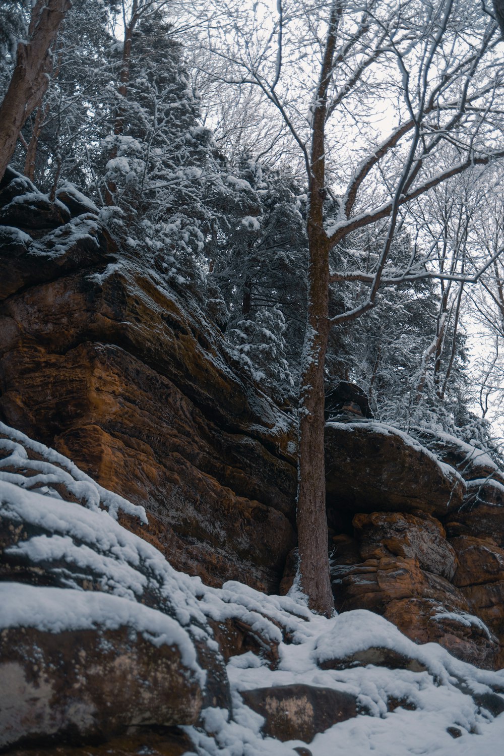 uma pessoa de pé em uma colina coberta de neve ao lado de uma árvore