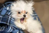 Member's small dog