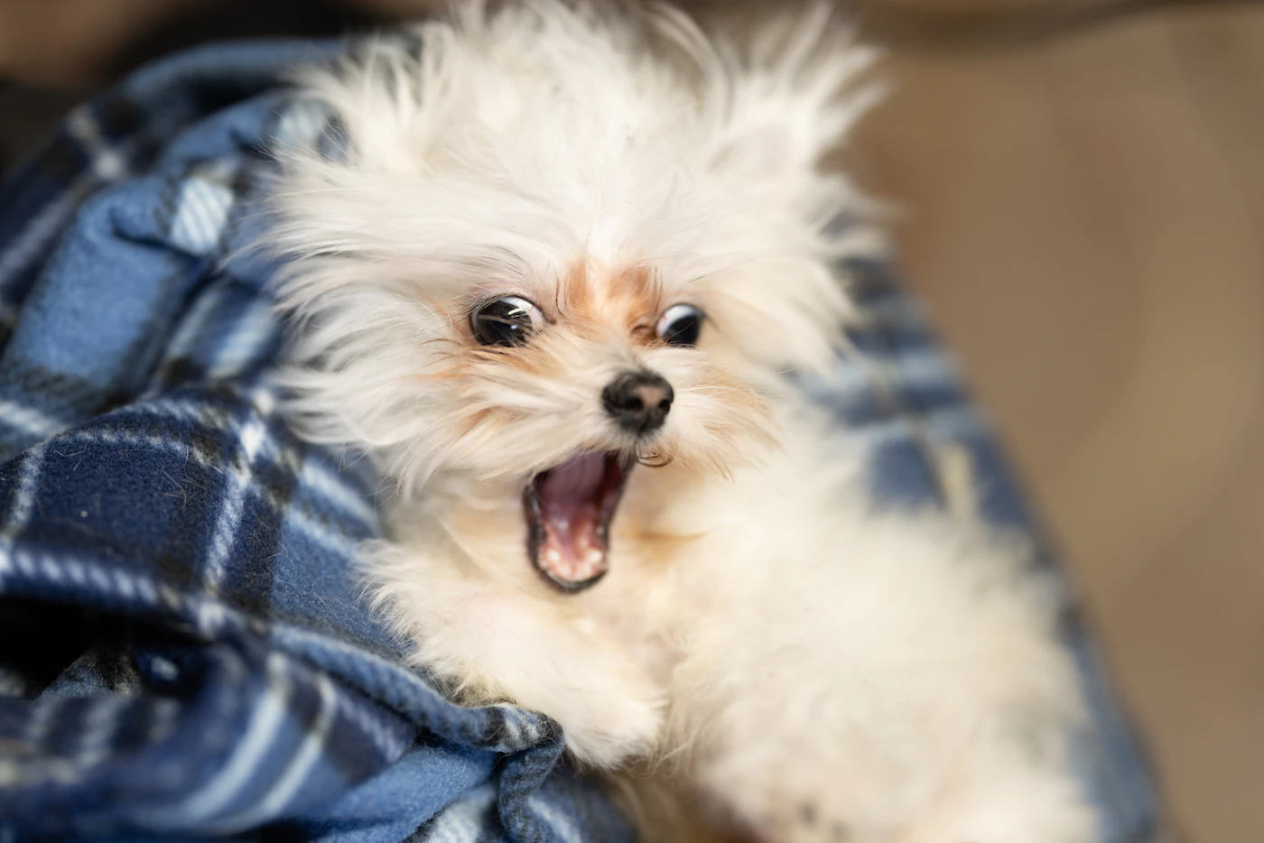 Small fluffy white puppy relaxing on a blanket during grooming