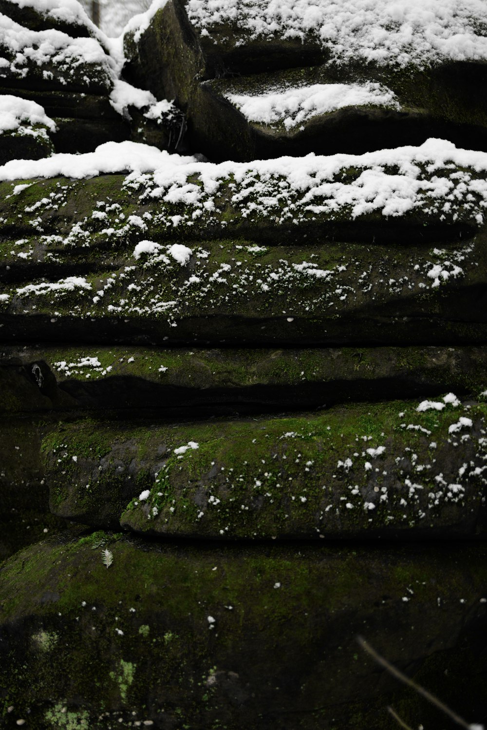 musgo cobriu rochas com neve sobre elas