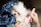 A small, fluffy white dog is bundled in a blue plaid blanket, looking cozy and snug. Nearby, a person holds a pink grooming brush, gently petting or grooming the dog with delicate care. The scene conveys warmth and affection.