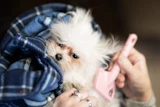How often should you groom your dog?