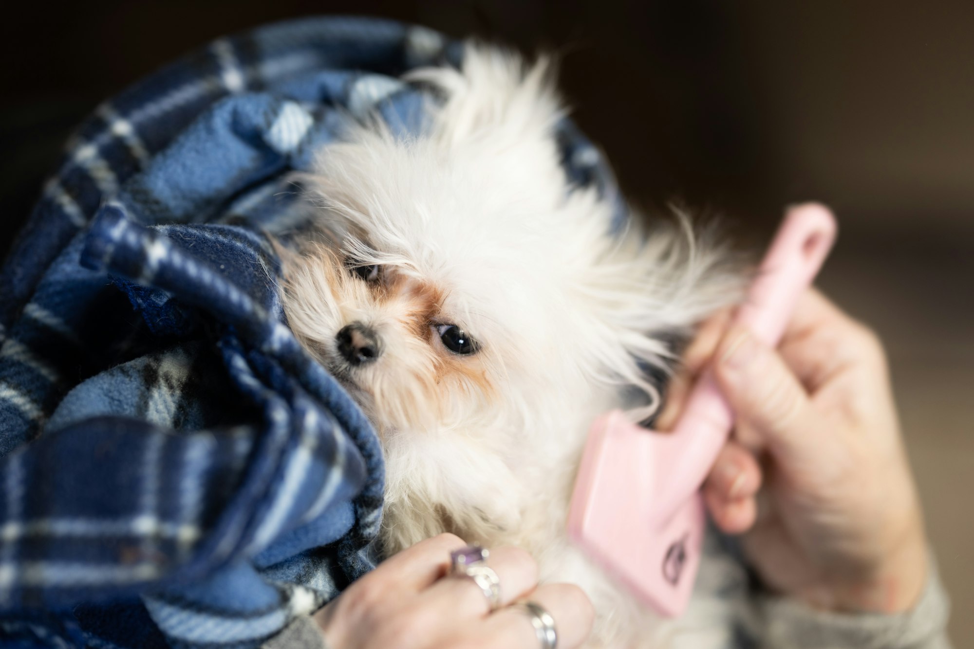 a woman holding a small white dog under a blanket and holding dog brush