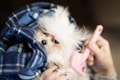 A small, fluffy white dog is bundled in a blue plaid blanket, looking cozy and snug. Nearby, a person holds a pink grooming brush, gently petting or grooming the dog with delicate care. The scene conveys warmth and affection.