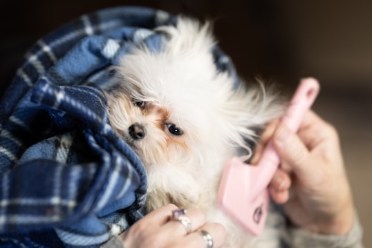 A small, fluffy white dog is bundled in a blue plaid blanket, looking cozy and snug. Nearby, a person holds a pink grooming brush, gently petting or grooming the dog with delicate care. The scene conveys warmth and affection.