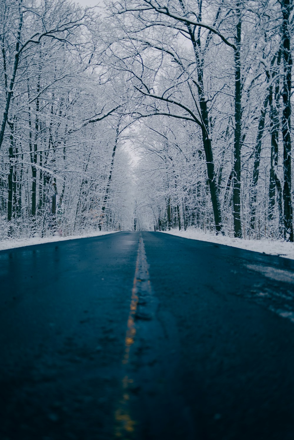 땅에 눈이 내리고 양쪽에 나무가있는 길