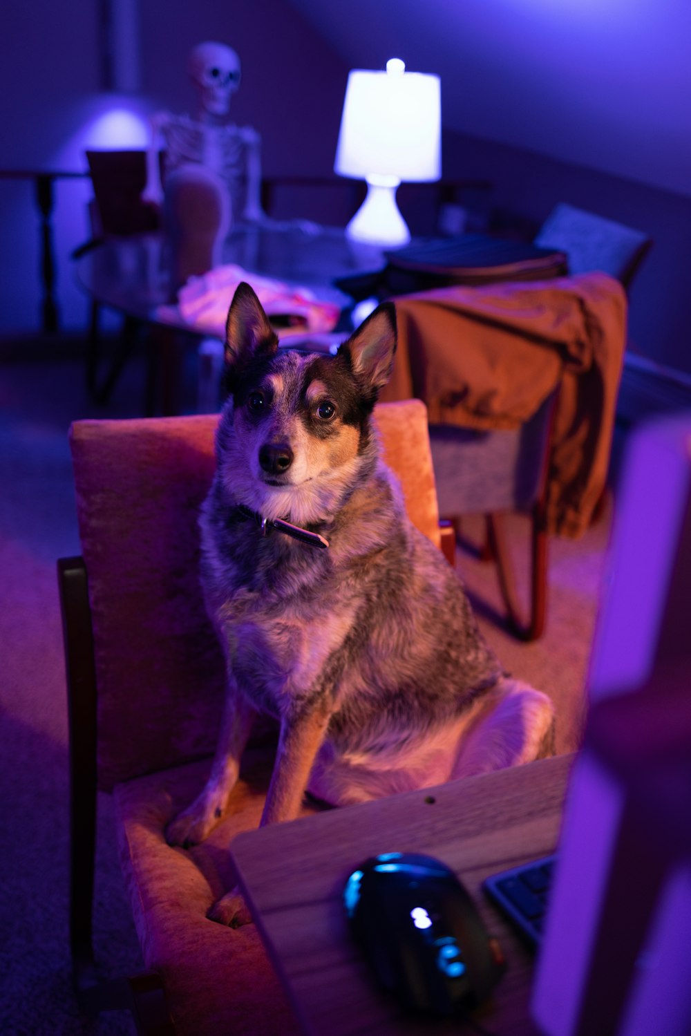 a dog sitting in a chair with a computer mouse