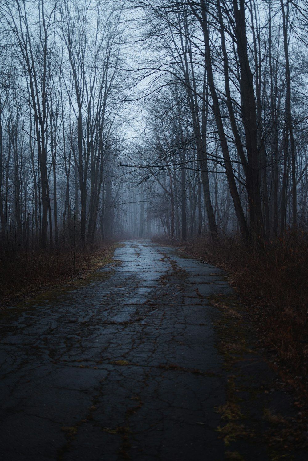 Una strada in mezzo a una foresta in una giornata nebbiosa