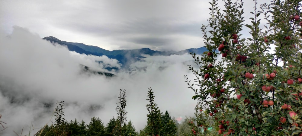 a view of a mountain range covered in fog