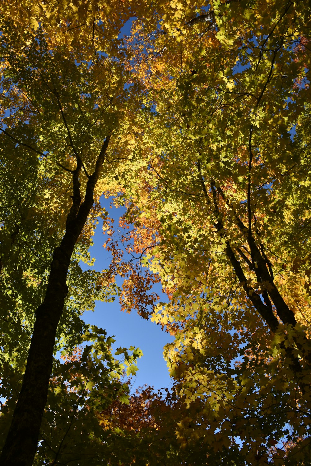 a group of trees that are next to each other