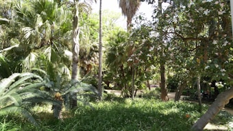 A lush garden filled with a variety of green plants and tall palm trees. Sunlight streams through the foliage, creating dappled shadows on the ground. Flowering trees with white blooms add a touch of color to the verdant scene.