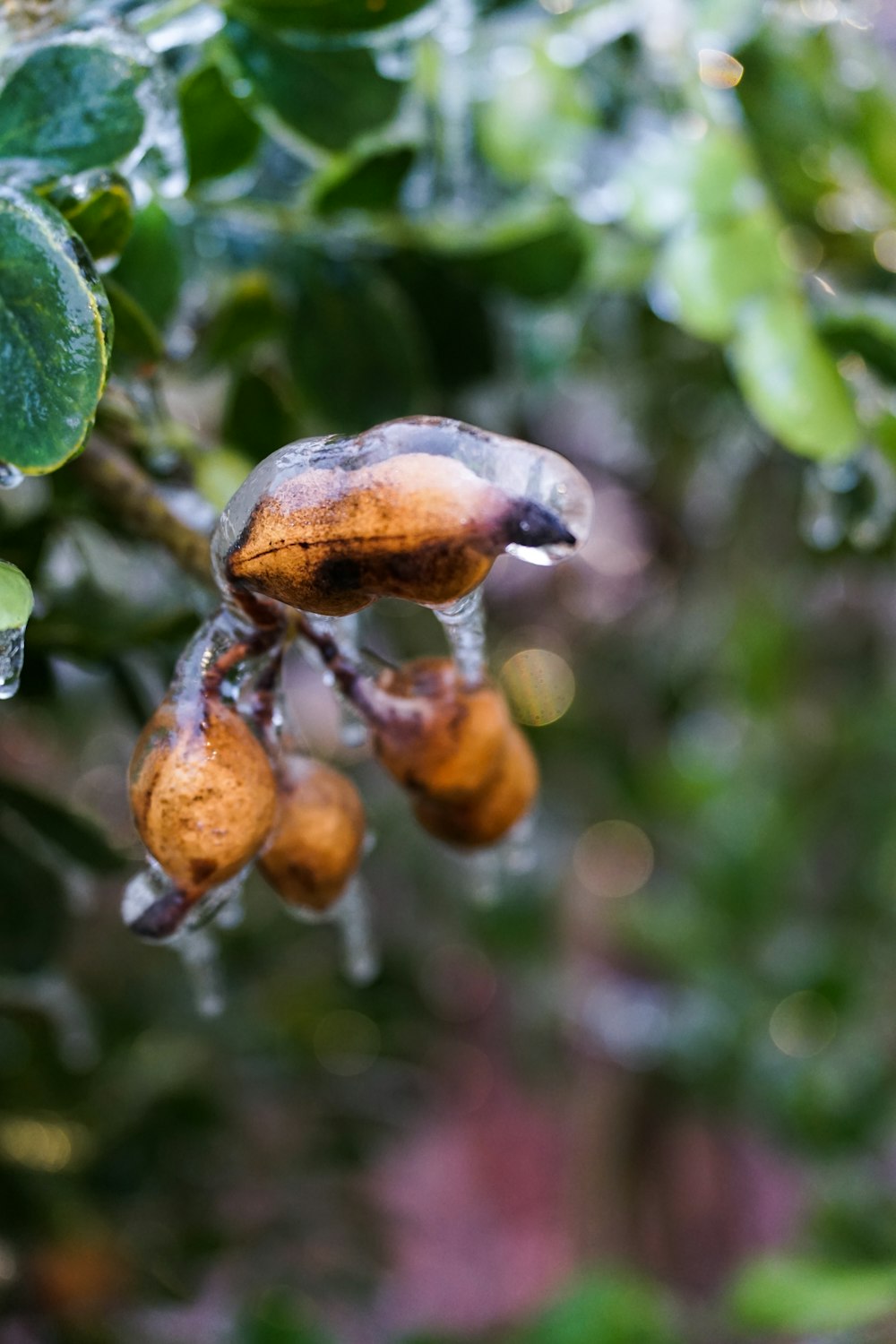 a bunch of fruit hanging from a tree