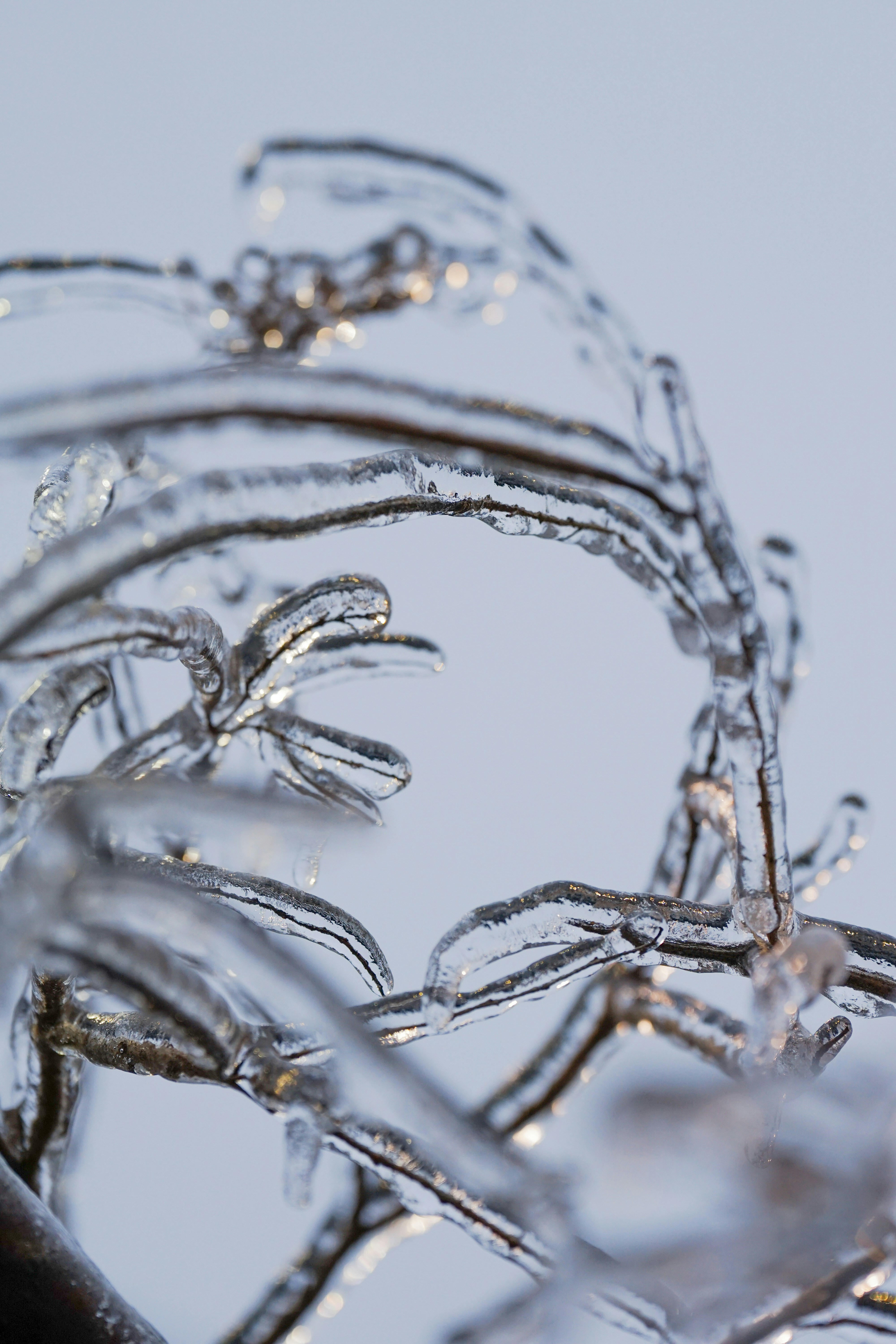 a close up of a plant with ice on it