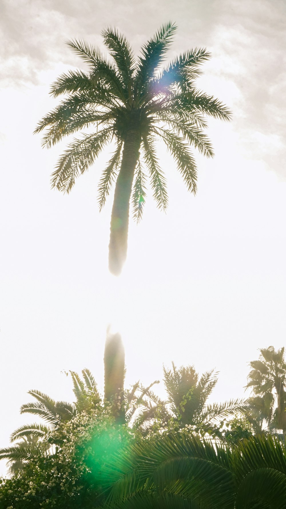 uma palmeira com o sol brilhando atrás dela