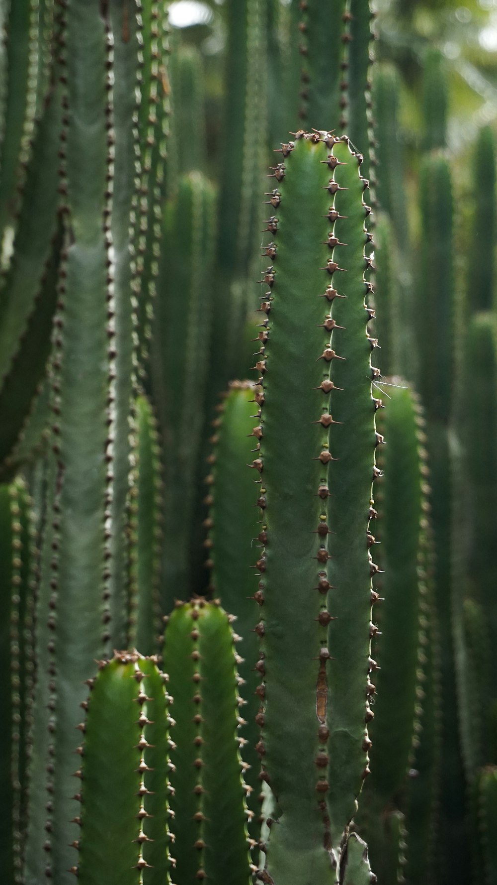 a close up of a green cactus plant