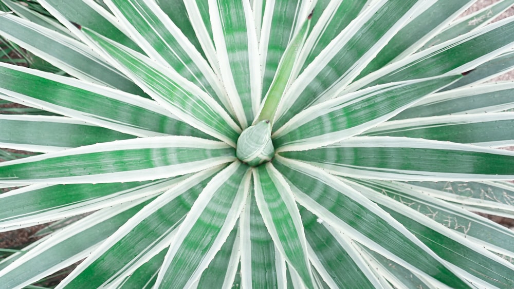 a close up of a green and white plant