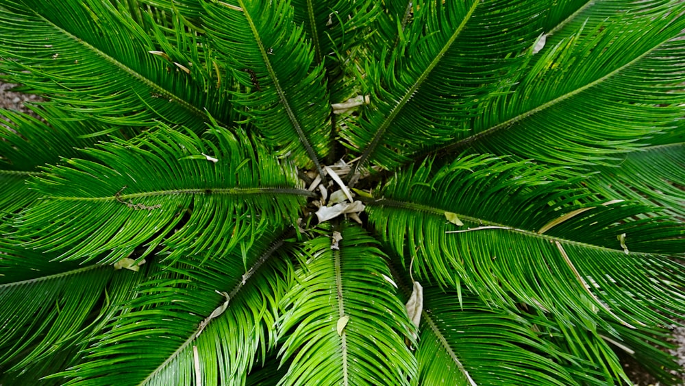 the top view of a green palm tree