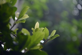 Close-up of natural green leaves with soft sunlight filtering through.