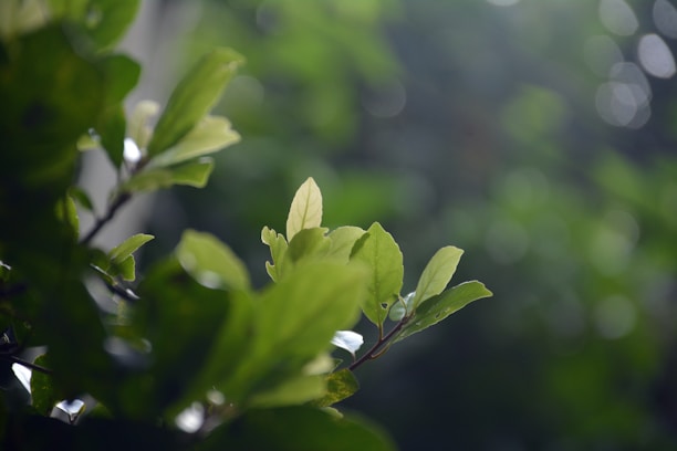 Close-up of natural green leaves with soft sunlight filtering through.