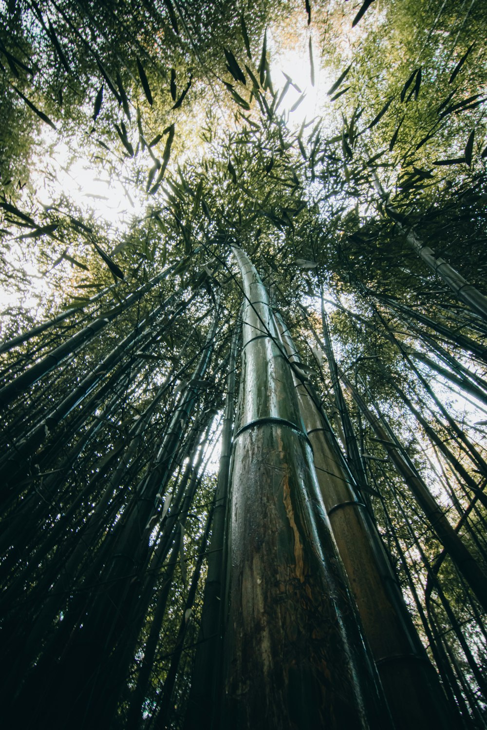 looking up at a tall bamboo tree in a forest