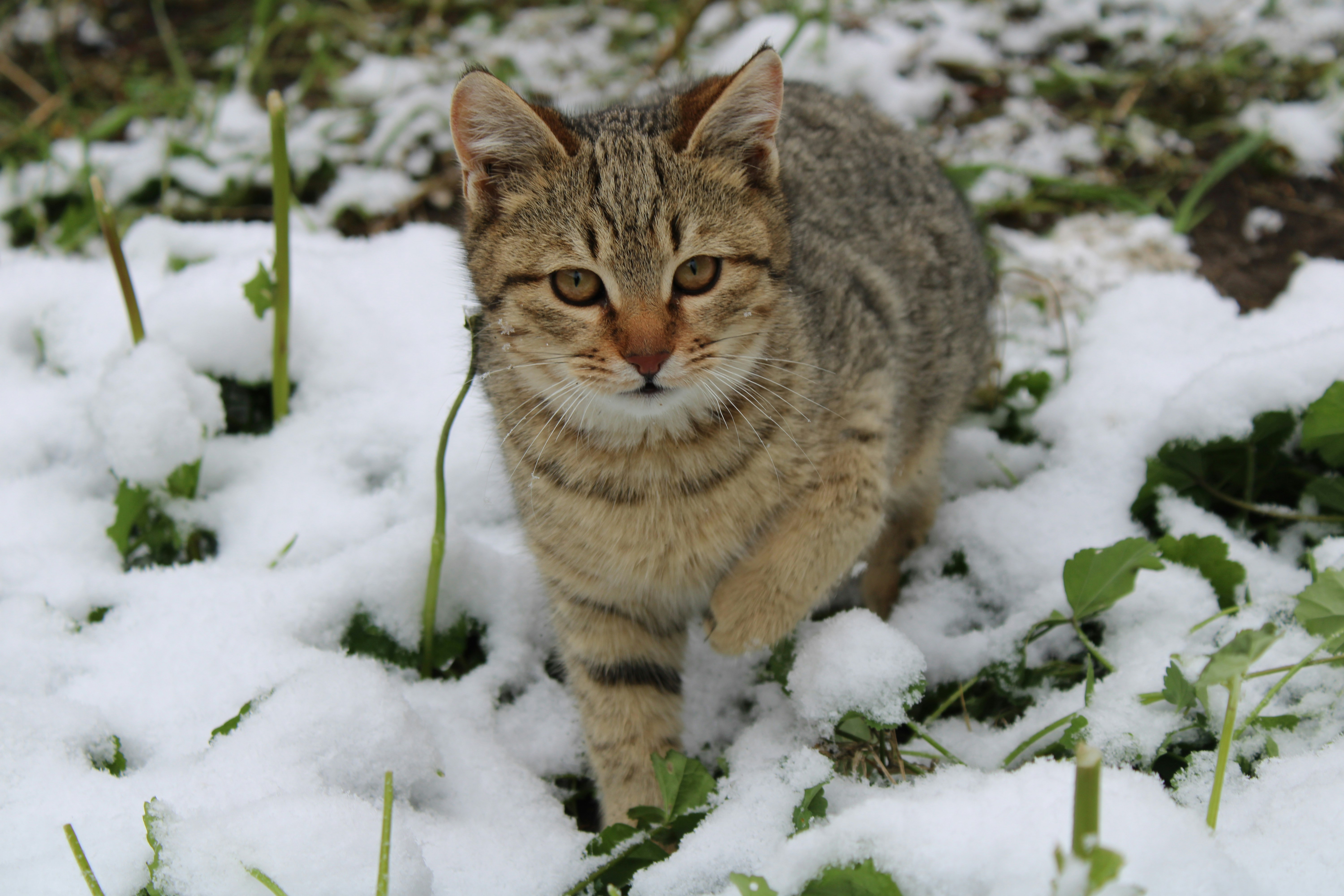 Photo by rashid_hamidov