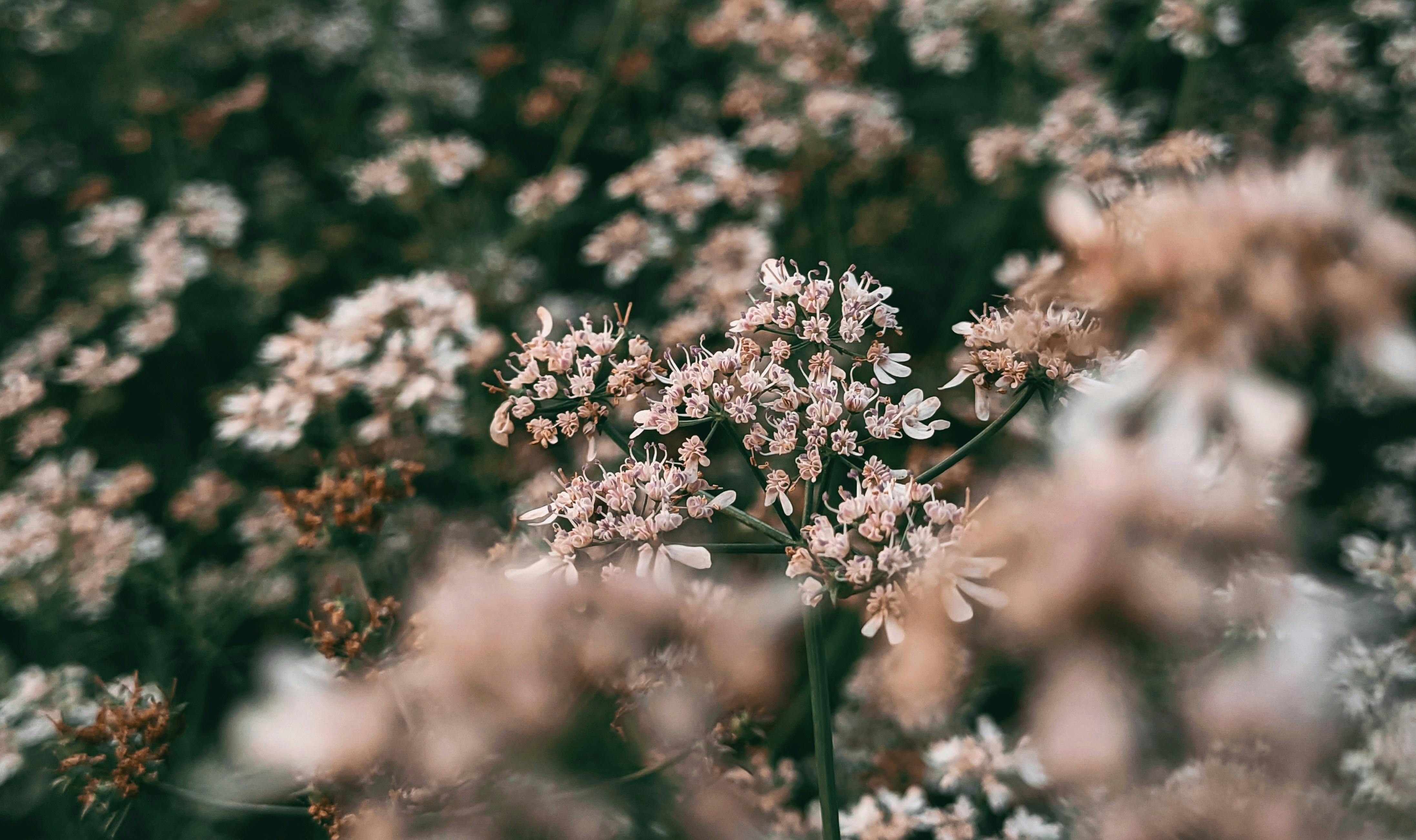 Photo by agilesaikia