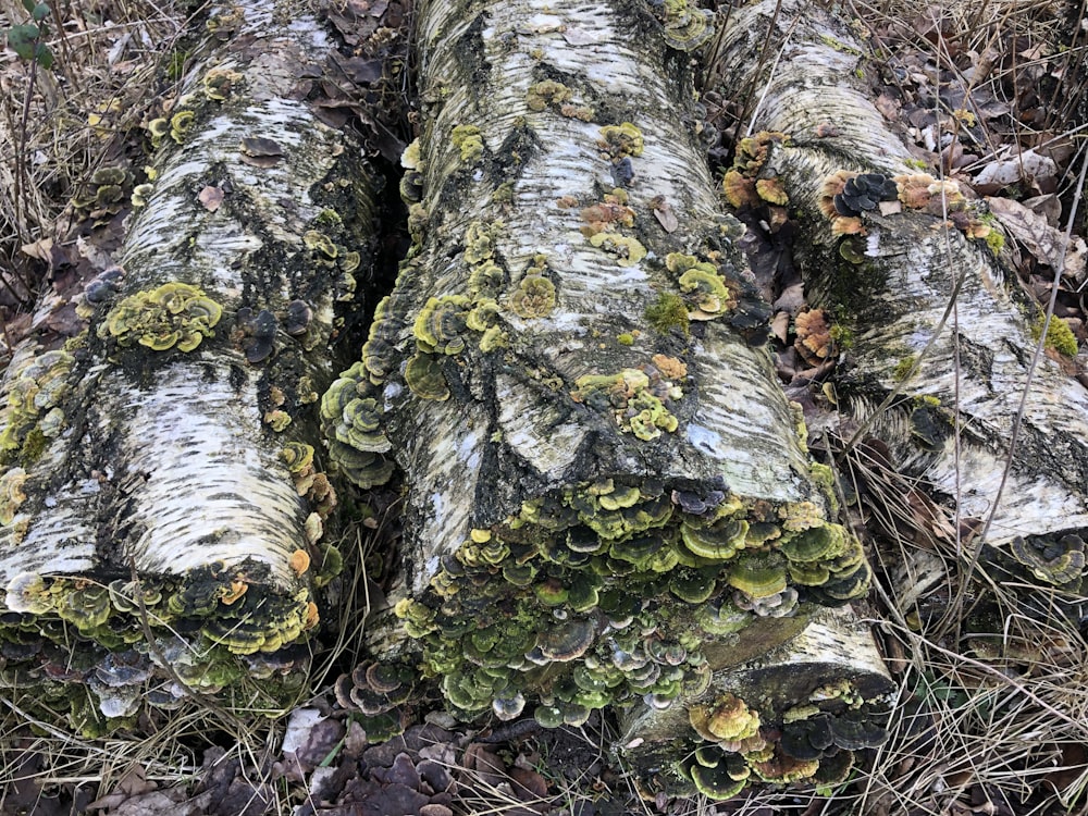 a group of trees that have been cut down