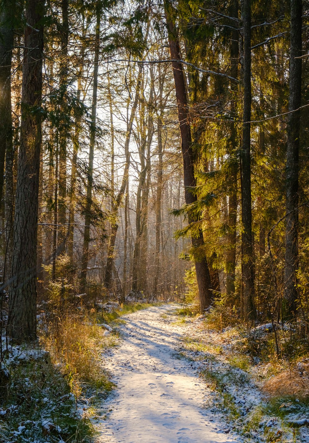 a snow covered path in a forest with tall trees