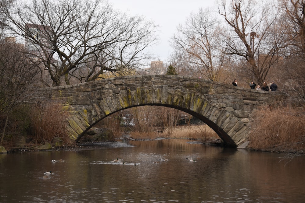 a stone bridge over a river with ducks floating on it