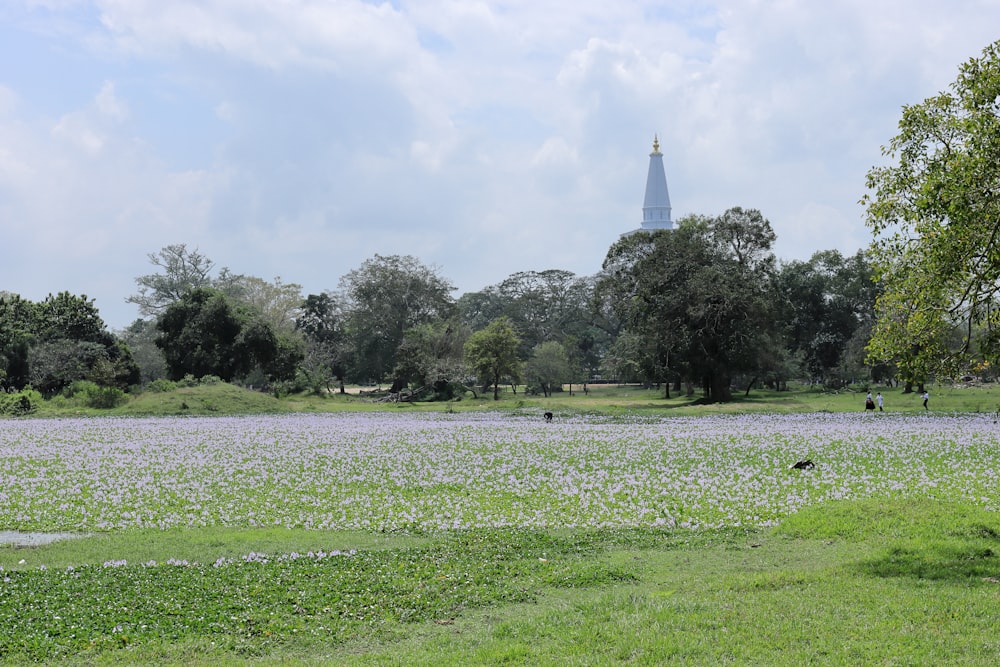 a large field with a tower in the background