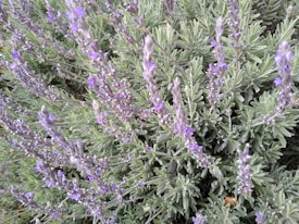 A dense cluster of lavender plants with long, slender stems adorned with small purple flowers and green, needle-like leaves.