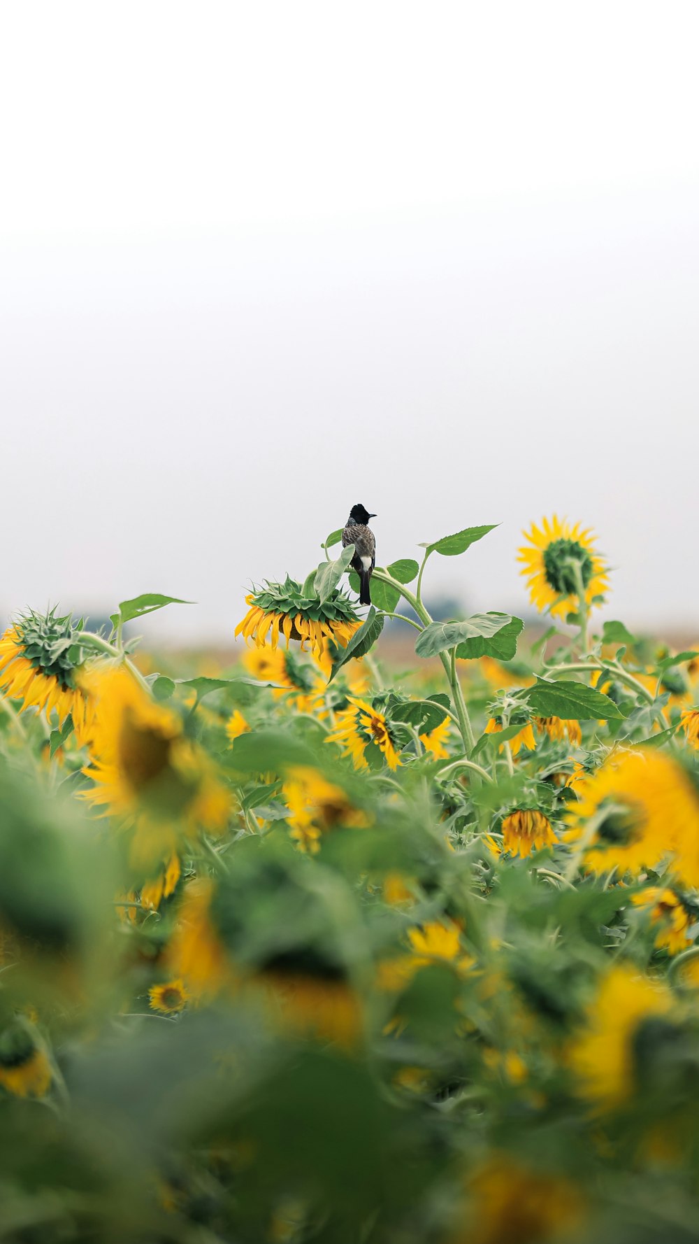 a bird sitting on a sunflower in a field