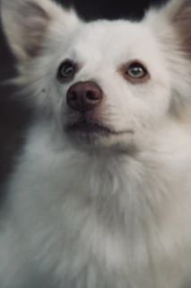 Close-up of a teacup Shih Tzu's bright eyes and fluffy face, looking curious.