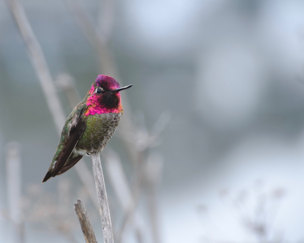 a hummingbird perched on a twig with a blurry background