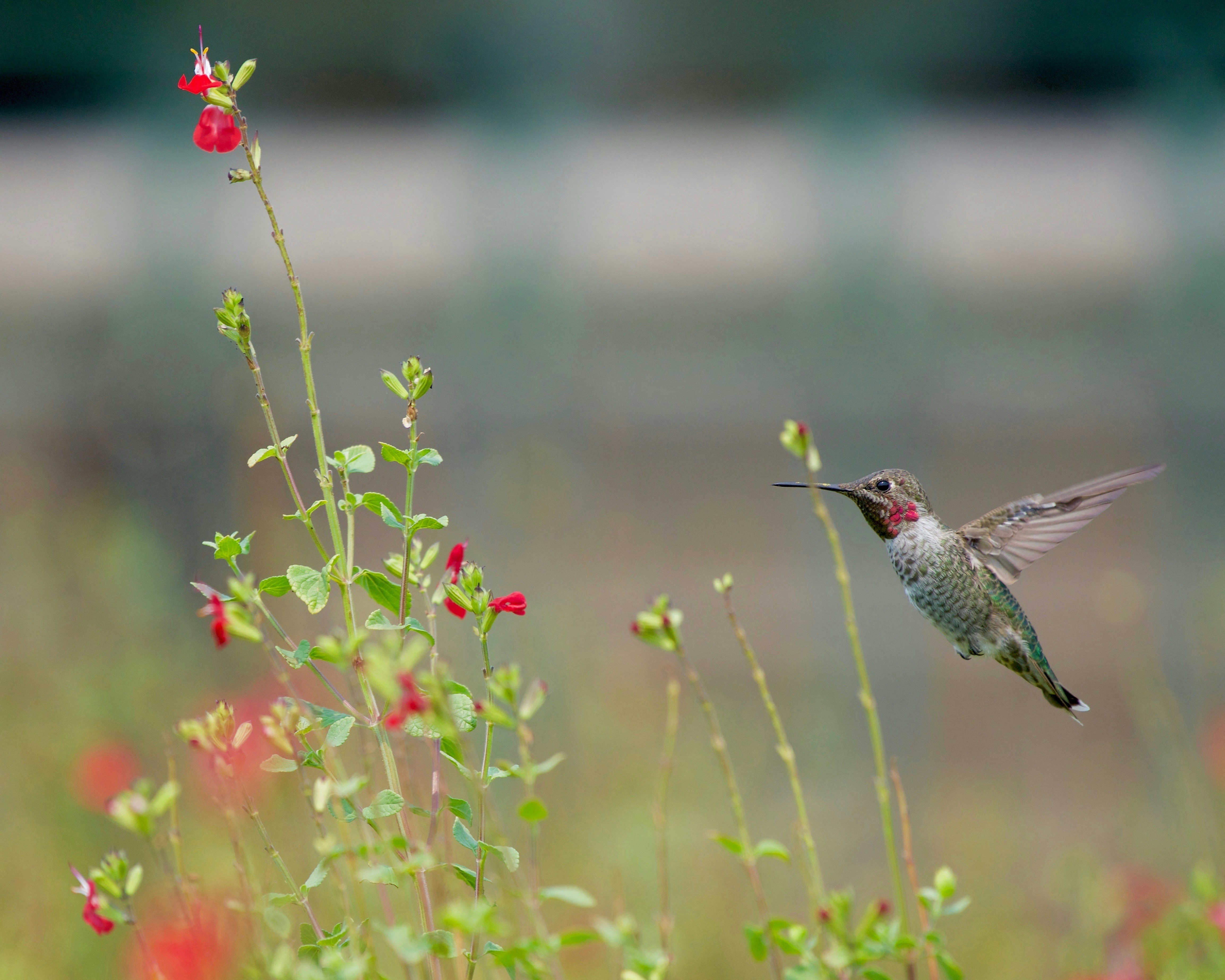Un colibrí volando sobre un campo de flores rojas
