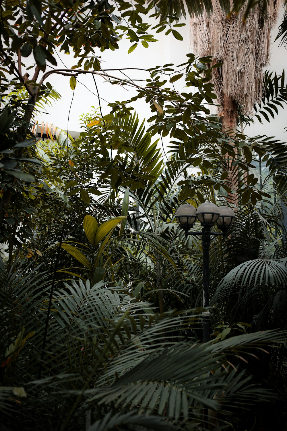 a street light surrounded by tropical plants and trees