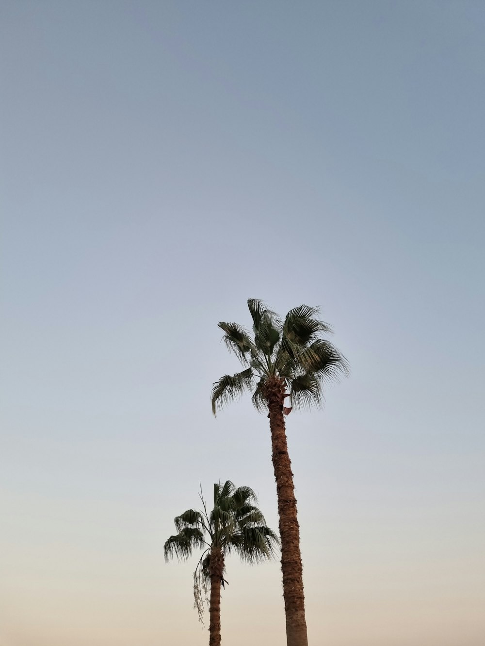 a couple of palm trees sitting next to each other