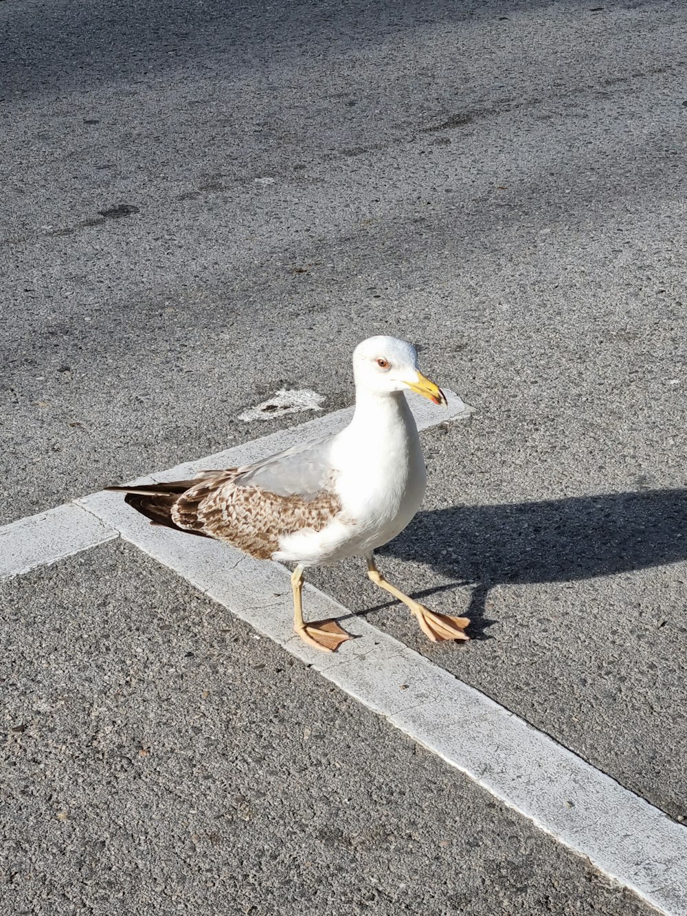 a seagull standing on the edge of a street