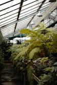 A lush greenhouse interior with large ferns and various plants lining the sides. Sunlight filters through the glass roof, casting a soft light on the greenery. Metal frame structures support hanging lamps, contributing to an industrial yet natural setting.