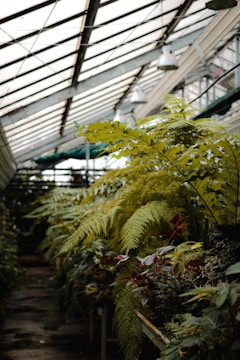 A lush greenhouse interior with large ferns and various plants lining the sides. Sunlight filters through the glass roof, casting a soft light on the greenery. Metal frame structures support hanging lamps, contributing to an industrial yet natural setting.