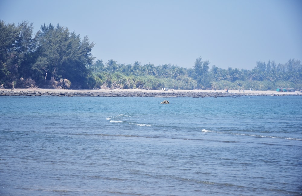 a body of water with trees in the background