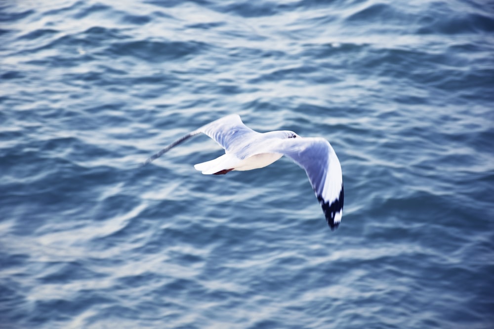 a bird flying over a body of water