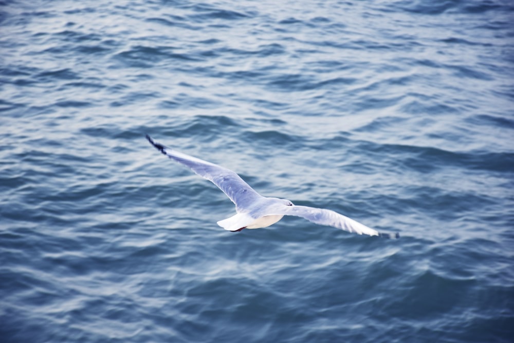 a seagull flying over a body of water