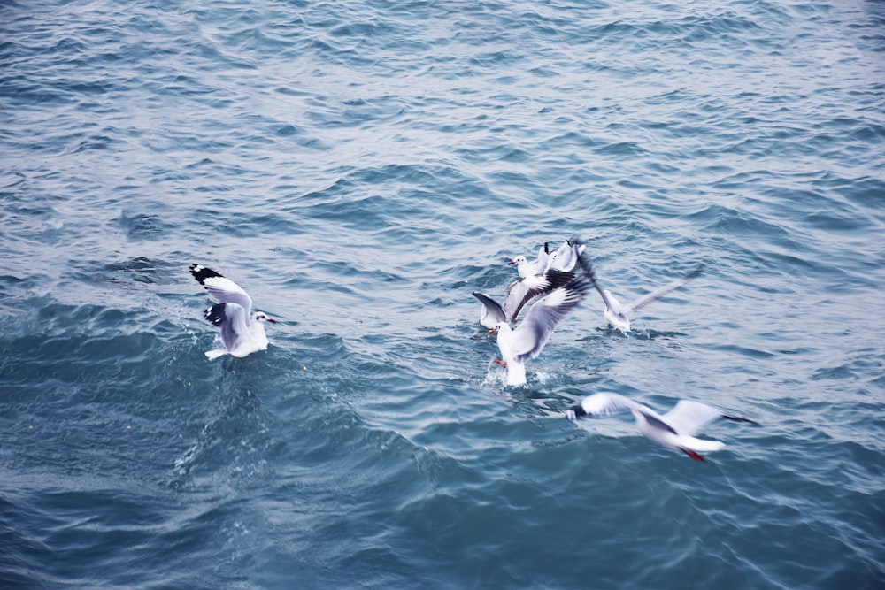 a flock of seagulls flying over a body of water