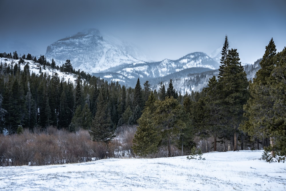 Ein verschneites Feld mit Bäumen und Bergen im Hintergrund