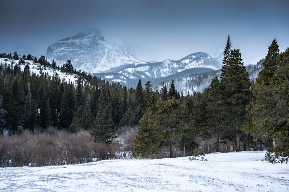 a snowy field with trees and mountains in the background