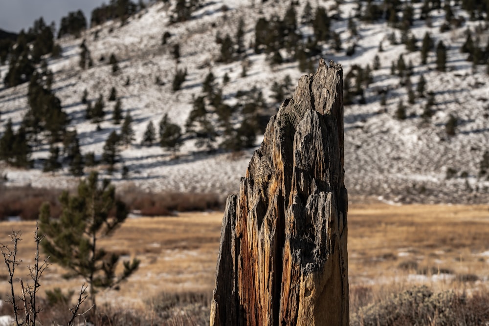 a tree stump in a field with a mountain in the background