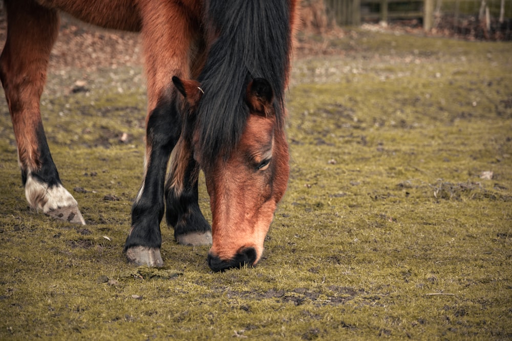 Gros plan d’un cheval broutant sur l’herbe